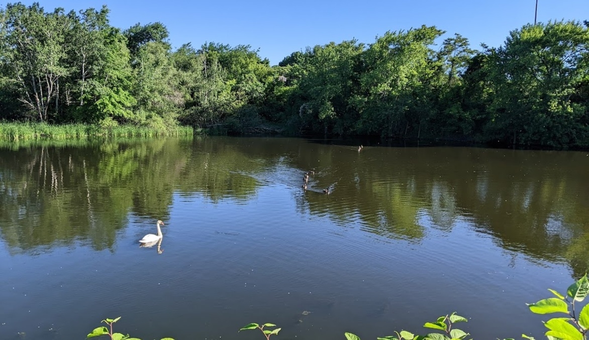 Alewife Brook Reservation