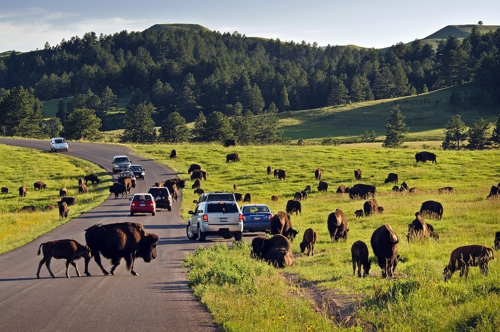 Custer State Park