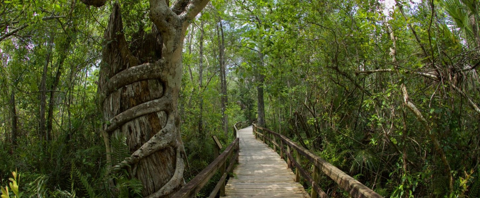 Fakahatchee Strand Preserve State Park