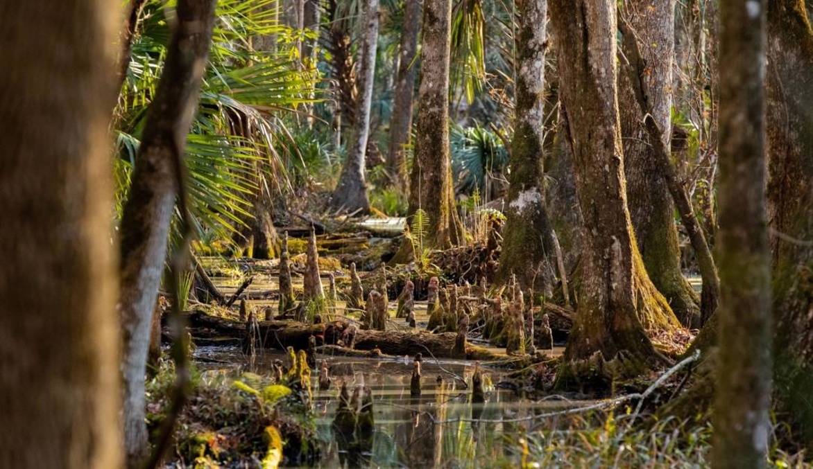 Marshall Swamp Trailhead