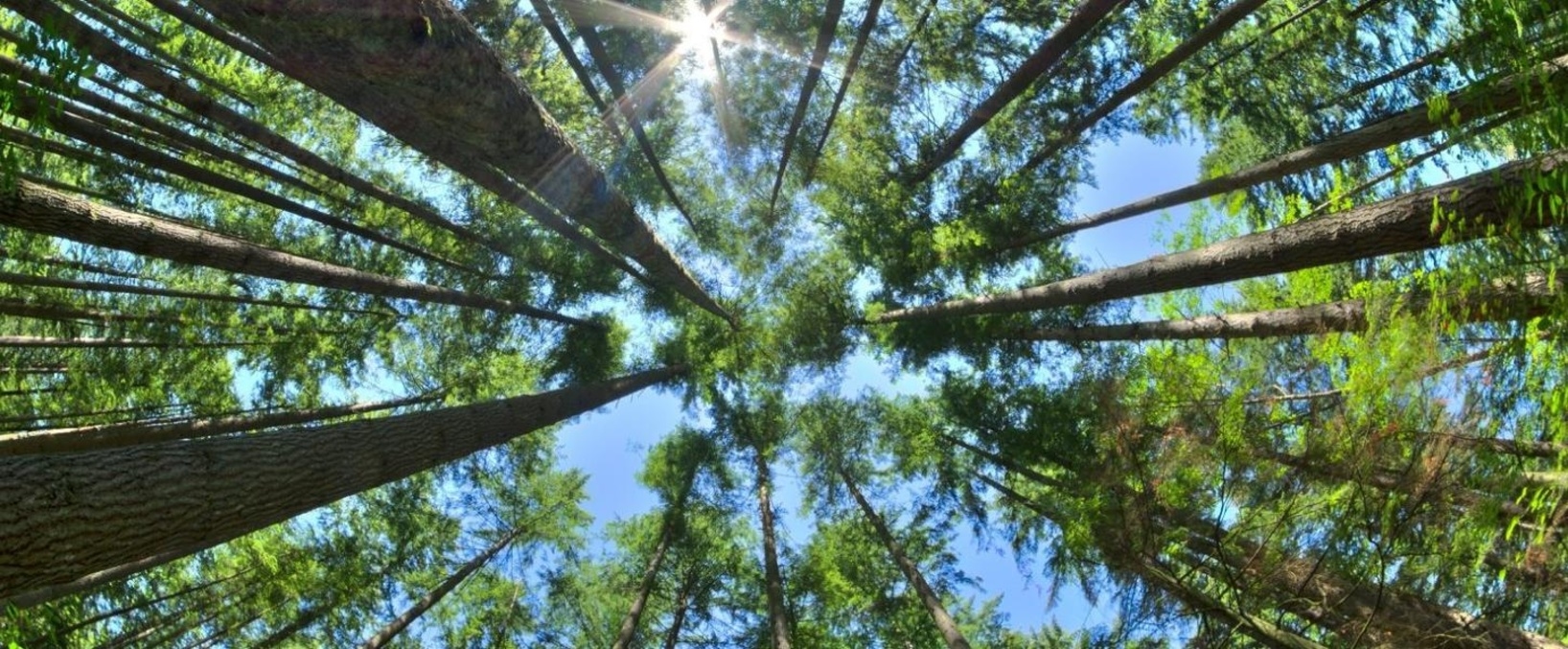 San Felasco Hammock Preserve State Park