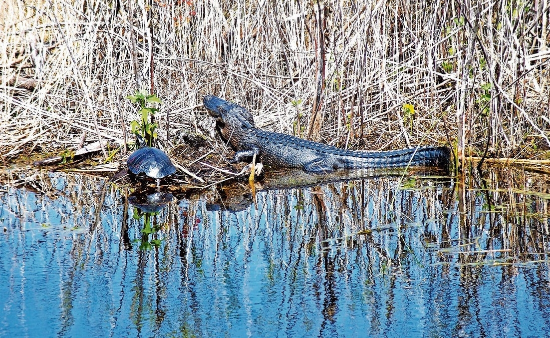 Saint Johns National Wildlife Refuge