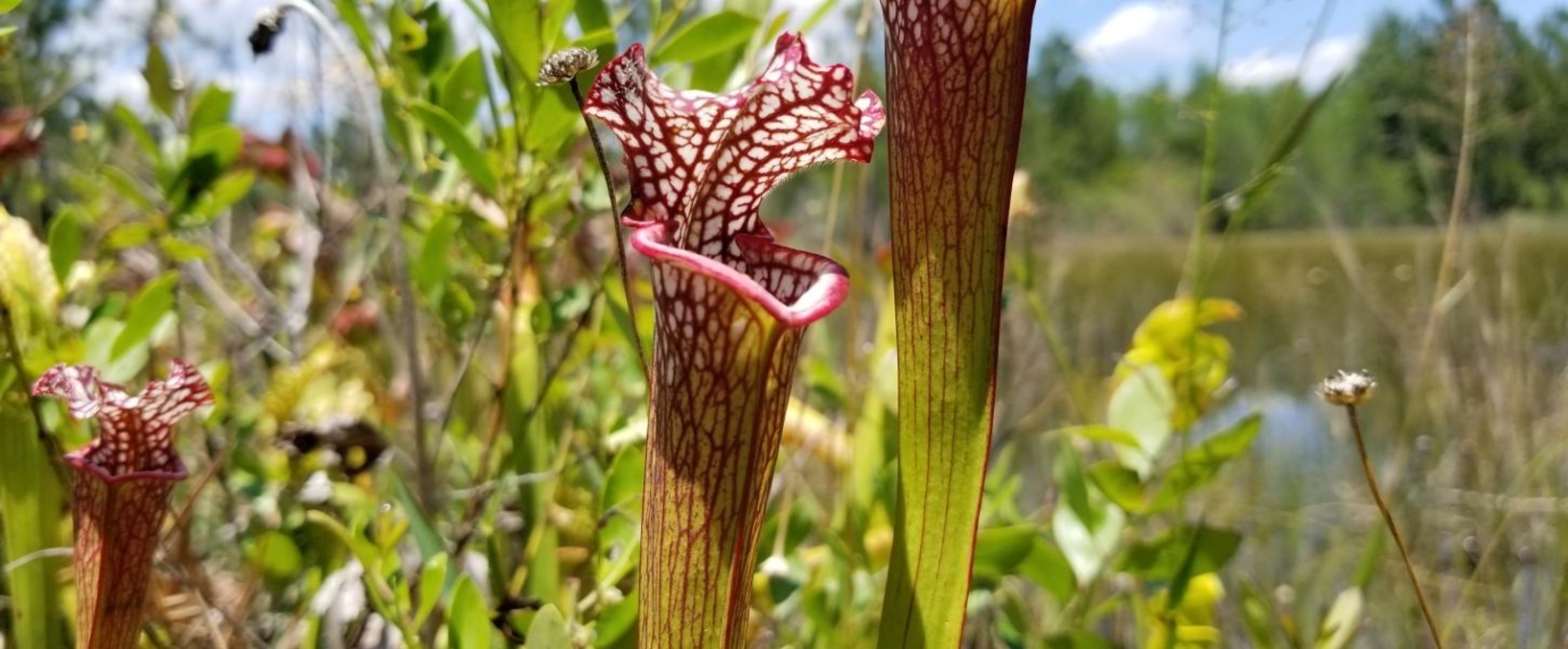 Yellow River Marsh Preserve State Park