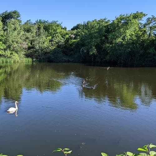 Alewife Brook Reservation