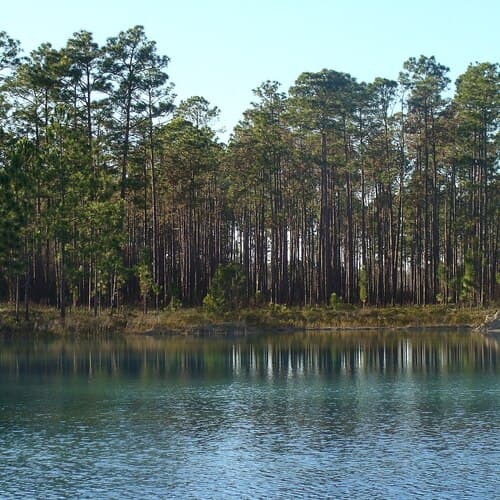 Apalachicola National Forest