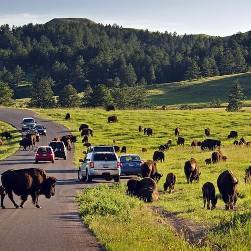 Custer State Park