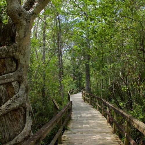 Fakahatchee Strand Preserve State Park