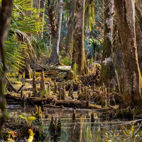 Marshall Swamp Trailhead