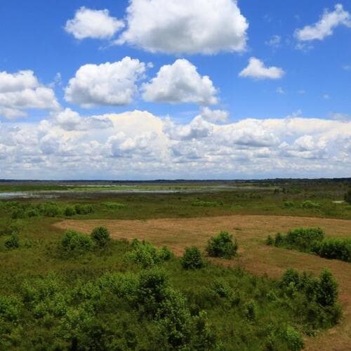 Paynes Prairie Preserve State Park