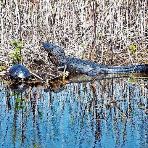 Saint Johns National Wildlife Refuge